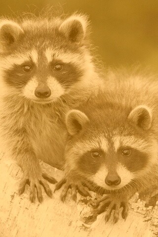 Полосатики обои