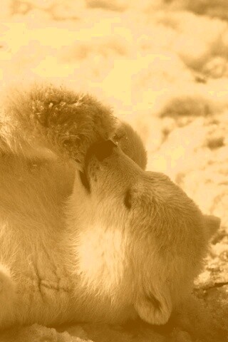 Мишка на севере обои