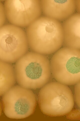 Карандаши обои