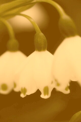 Белые ландыши обои