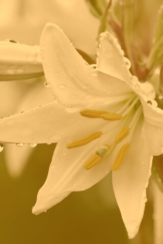 Белая лилия обои