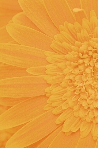 Большой оранжевый гербер обои