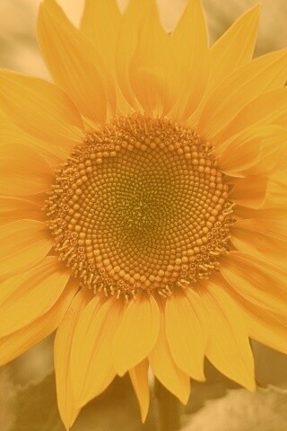 Подсолнух на поле обои