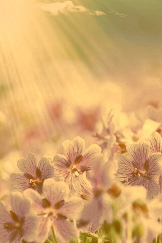 Цветочки обои