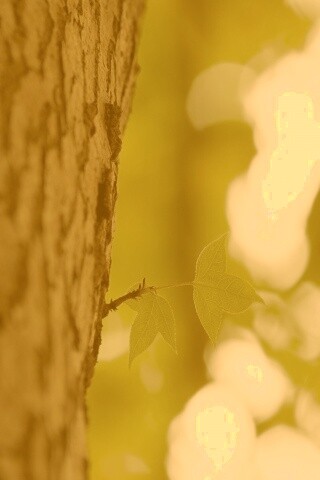 Листок на стволе дерева обои