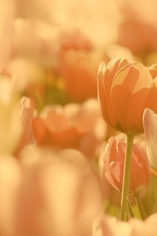 Красивые тюльпаны обои