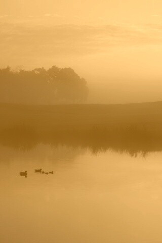 Ducks on a Misty Pond обои