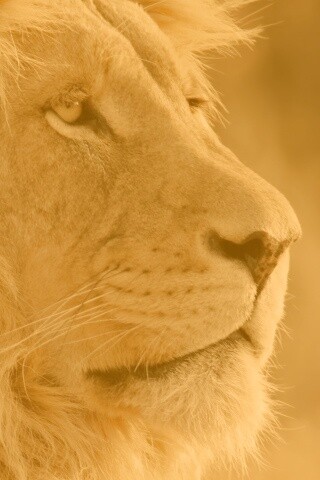 Лев обои