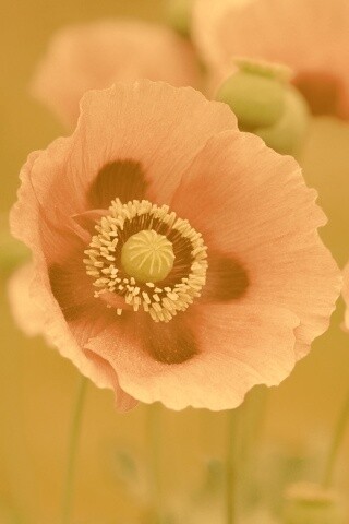 Розовые маки обои