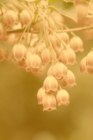 Красные колокольчики обои