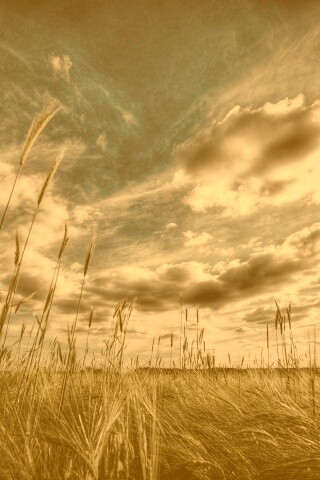 HDR Поле обои