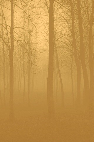 Страшный туманный лес обои