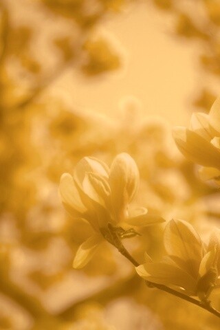 Желтые цветы распустились обои