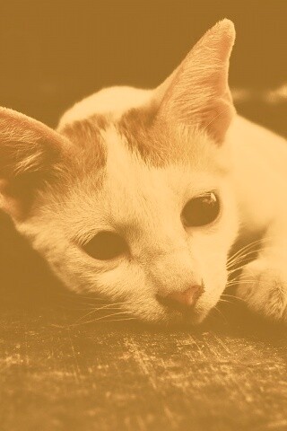 Белый кот на черном полу обои