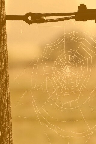 Паутина 51 обои