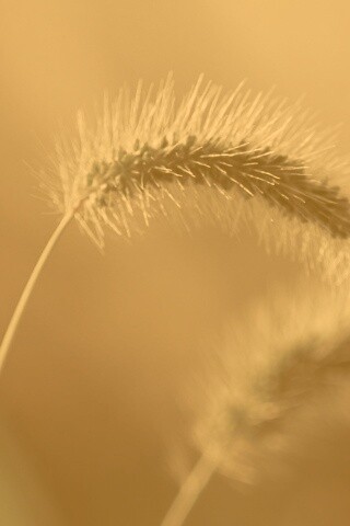 Травинка обои