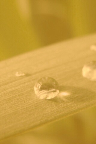 Капли росы на листе обои