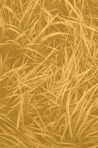 Блеклая трава обои