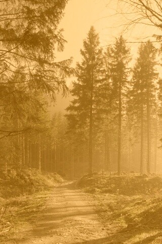 Лесная дорога обои