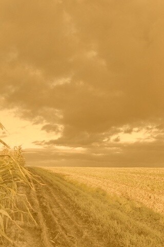 Кукурузное поле обои