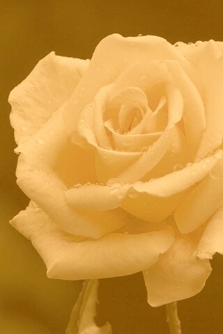 Белая роза обои