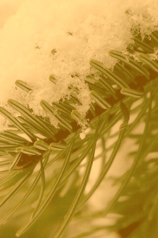 Хвойная ветка вся в снегу обои