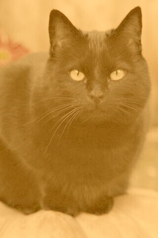 Чёрный кот на тыкве обои