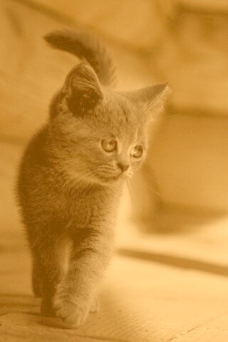 Маленький дымчатый котенок обои