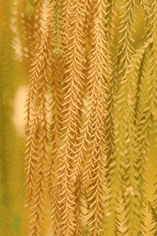 Зеленые колючки обои