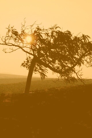 Дерево на закате обои