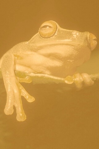 Лягушка на отдыхе обои