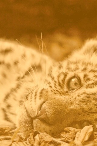 Гепард котенок обои