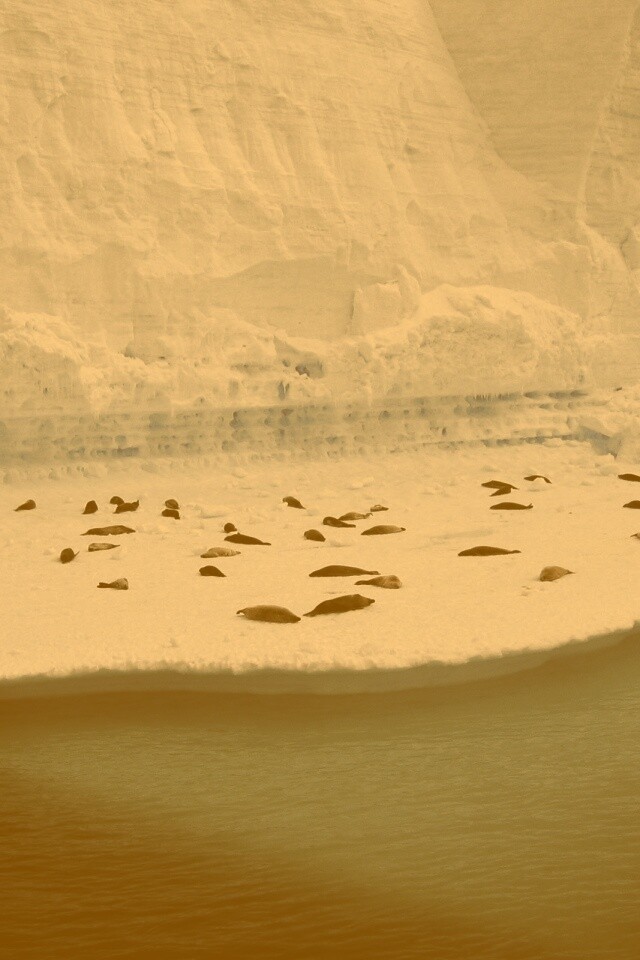 Спящие тюлени обои