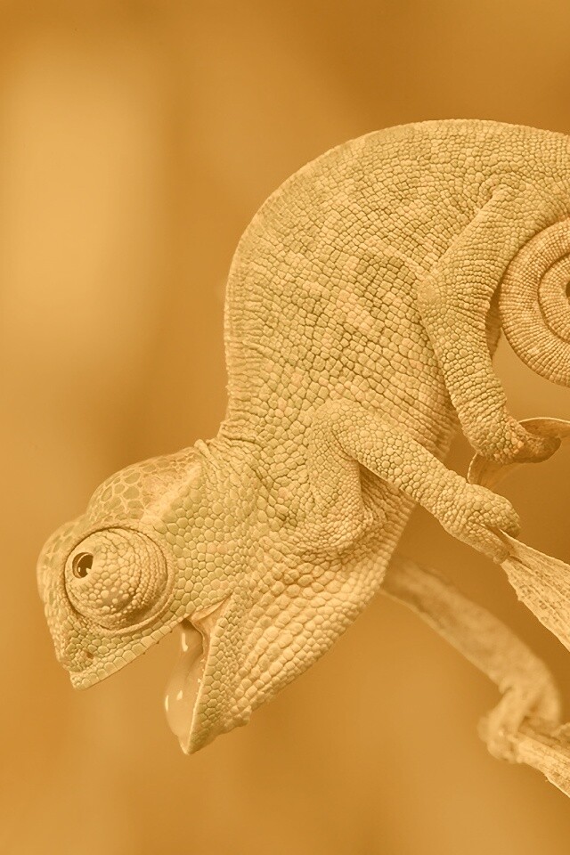 Хамелеон обои