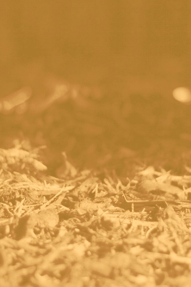 Хворост обои