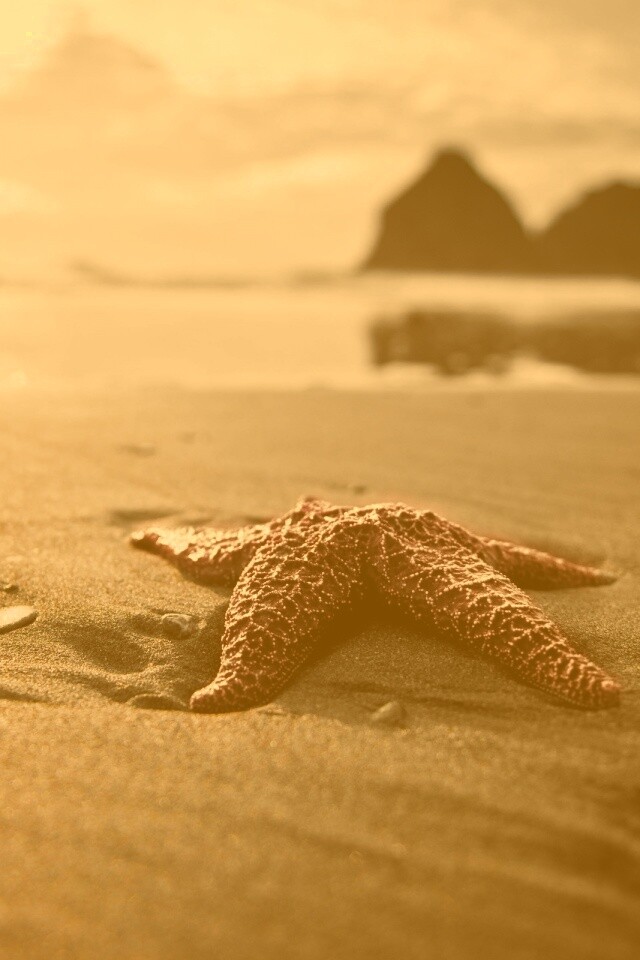 Морская звезда обои