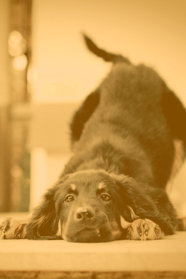 Игривый пес обои