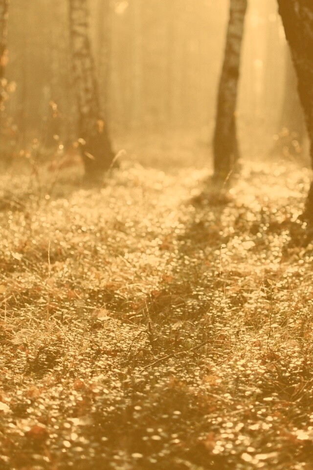 Лесная земля обои