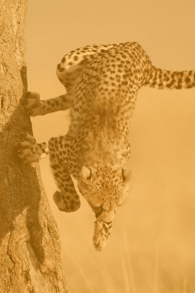 Скалолаз обои