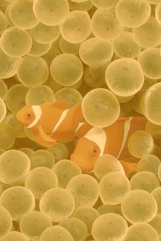 Рыбка клоун стандартные обои iPhone обои