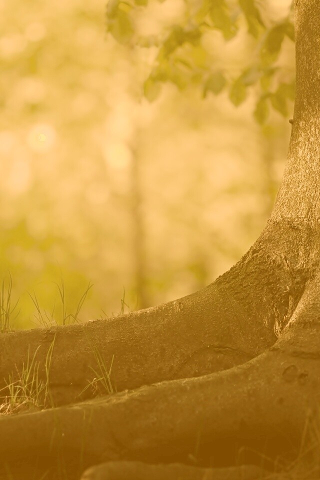 Корни дерева обои