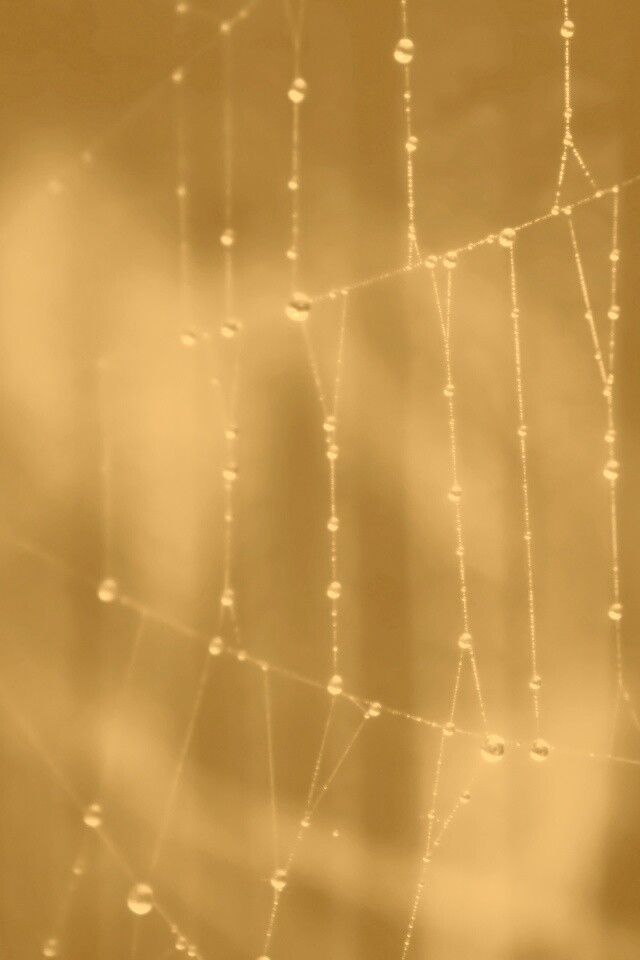 Роса на паутине обои