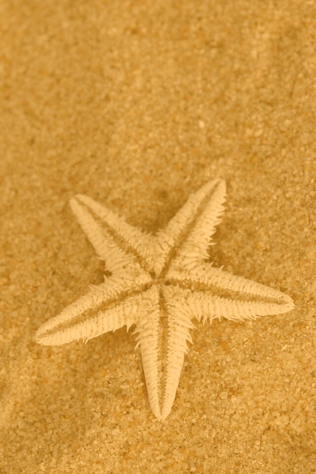 Морская звезда на песке обои