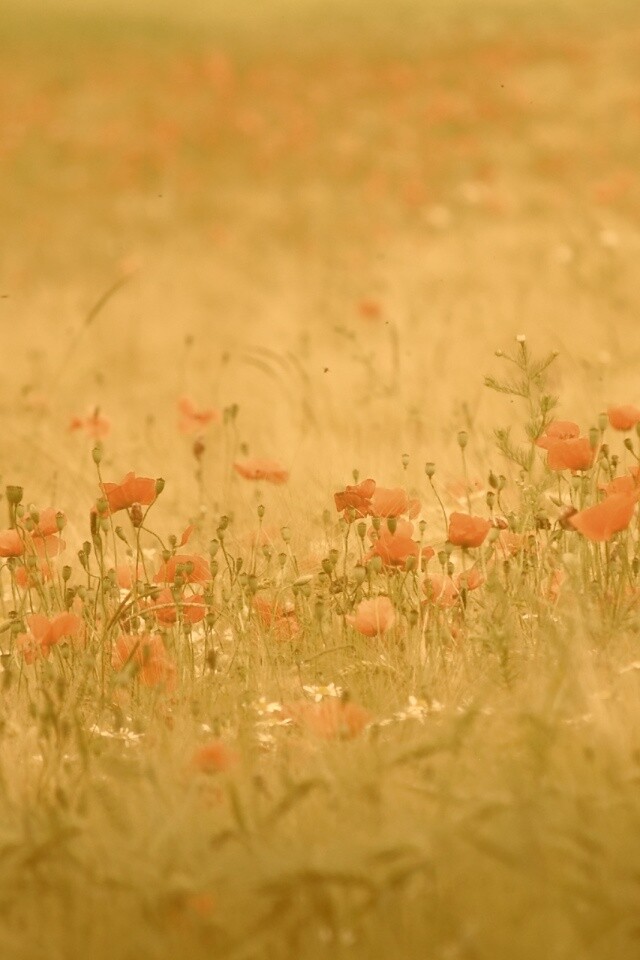 Маковое поле обои