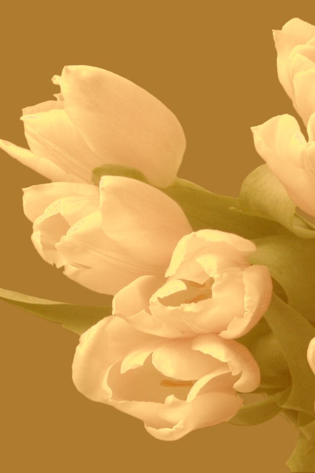 Розовый букет обои