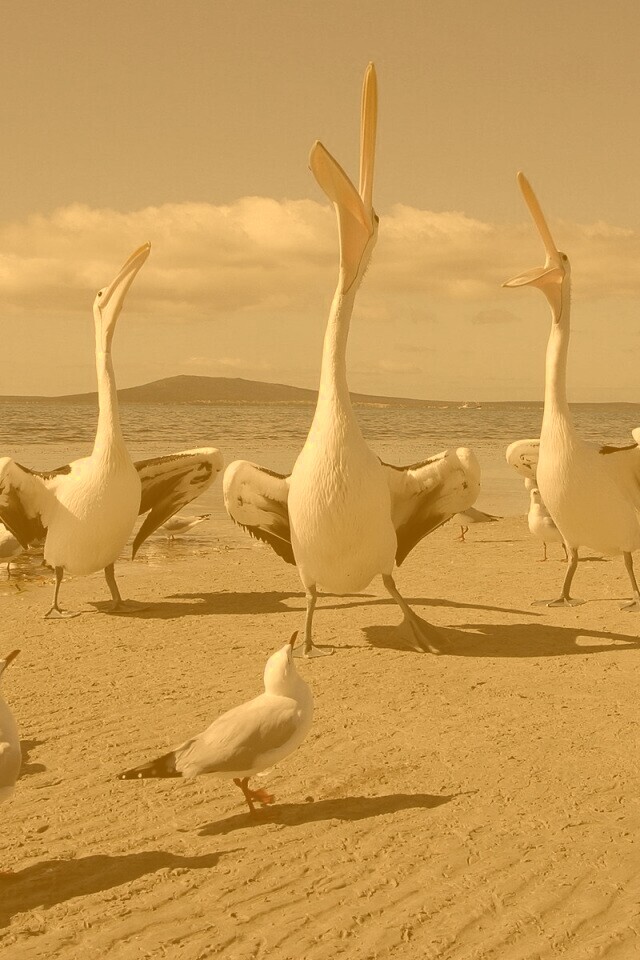 Пеликаны и чайки обои