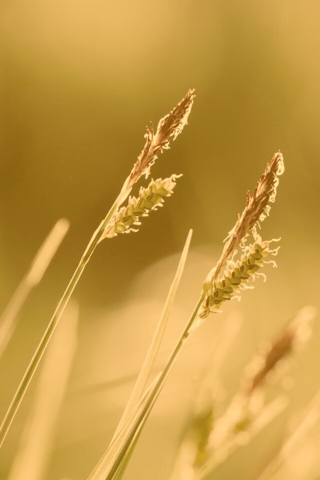 Макро фото луговой травы обои
