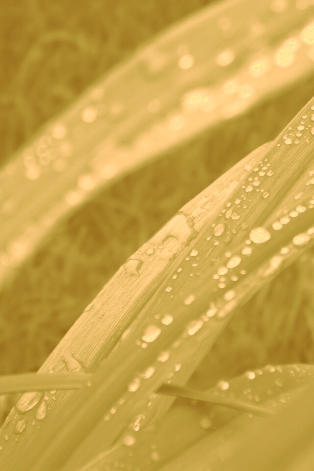 Роса на траве обои