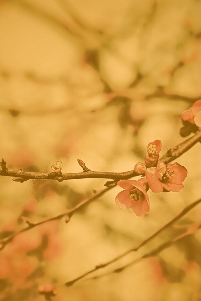 Весеннее цветение обои