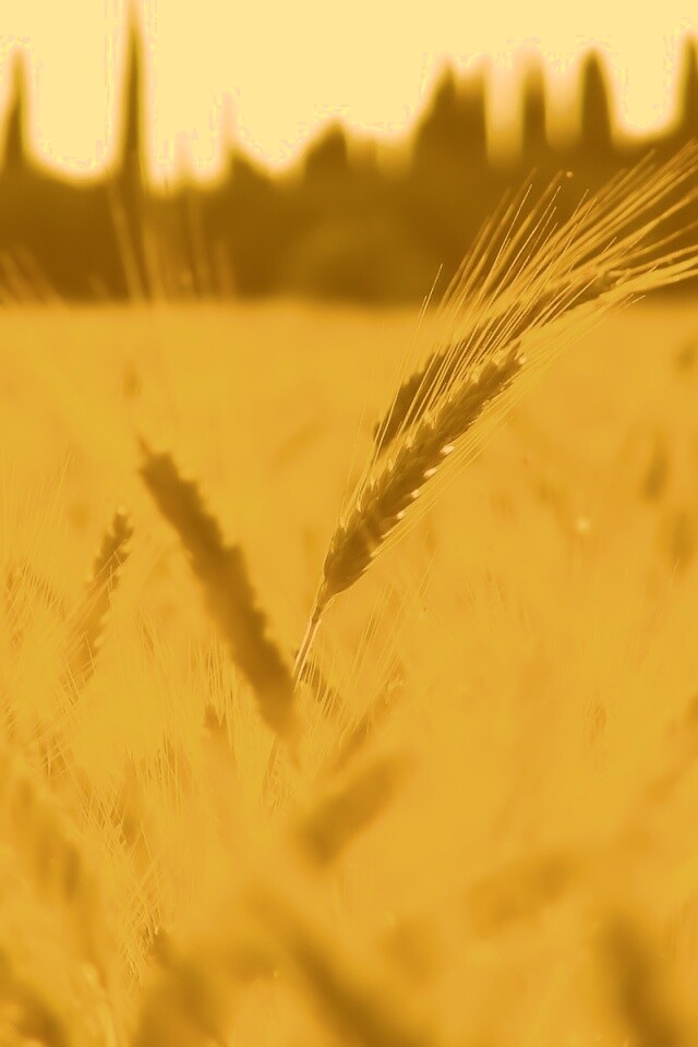 Пшеничное поле обои